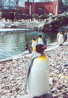 Penguin Colony, Edinburgh Zoo.