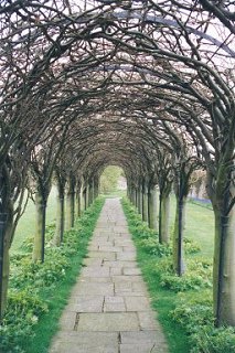 Colonnade of Trees, St. Mary's Pleasance, Haddington