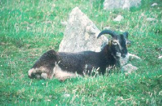 Soay sheep, St Kilda